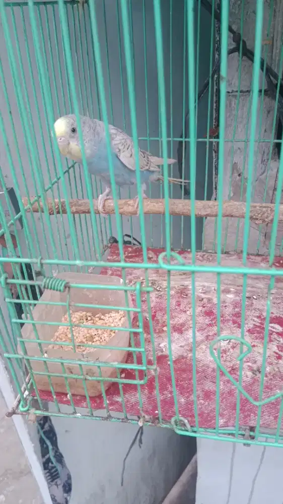 jual burung parkit lokal