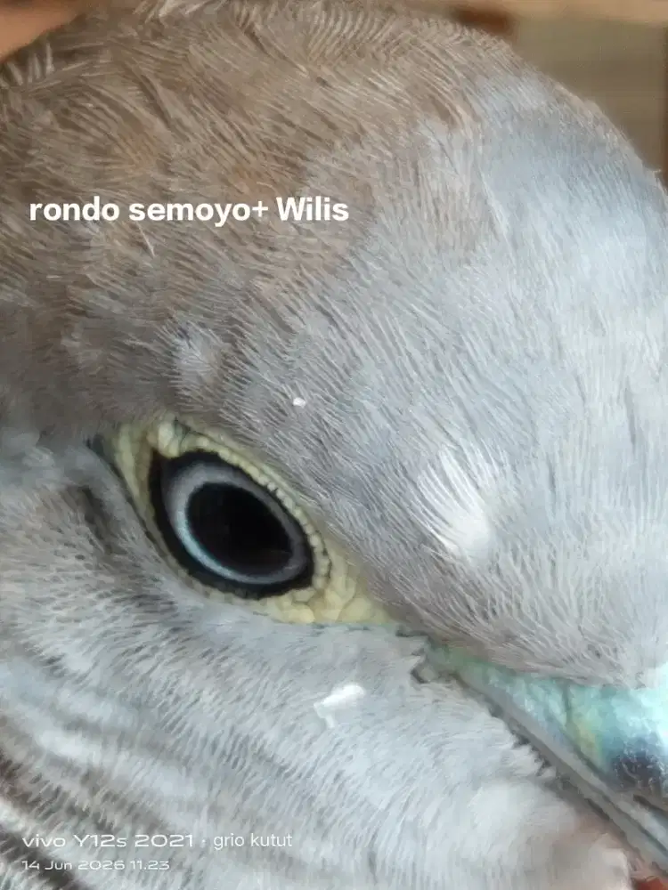 perkutut lokal alam katuranggan Rondo semoyo plus wilis