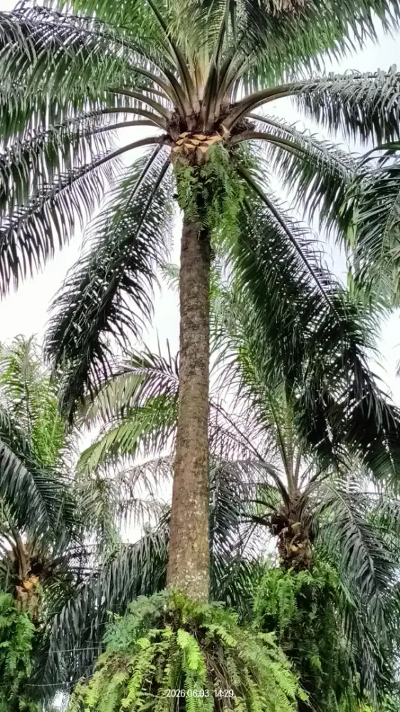 dibutuhkan pemanen sawit egred 3 orang