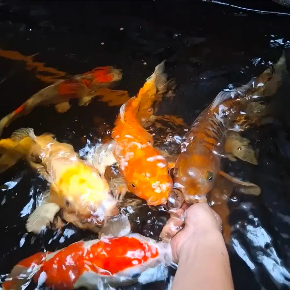 Jual Koi Borongan