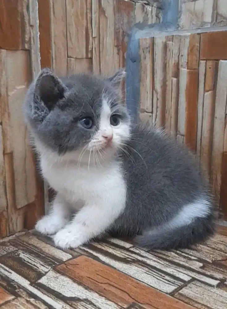 Kitten British shorthair