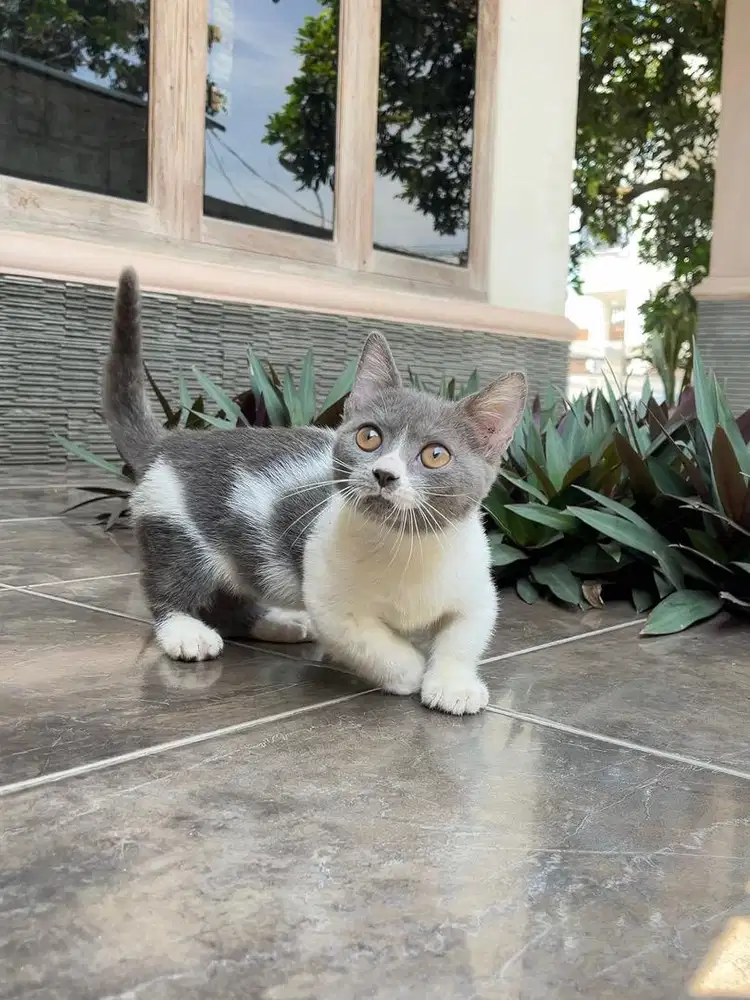 Kucing munchkin british shorthair bsh kitten