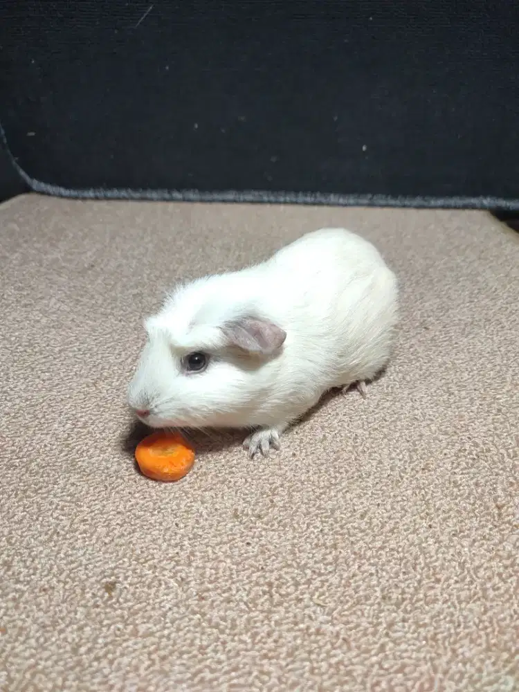 Marmut American White