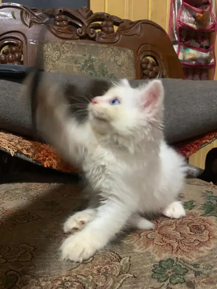 lepas adopsi kucing persia