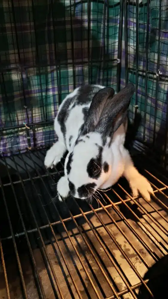 KELINCI HIAS REX ( CLASSICRABBIT_BUTENZORG )