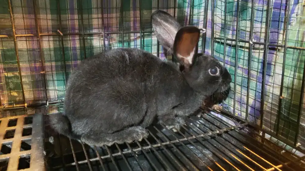 KELINCI HIAS REX ( CLASSICRABBIT_BUITENZORG )