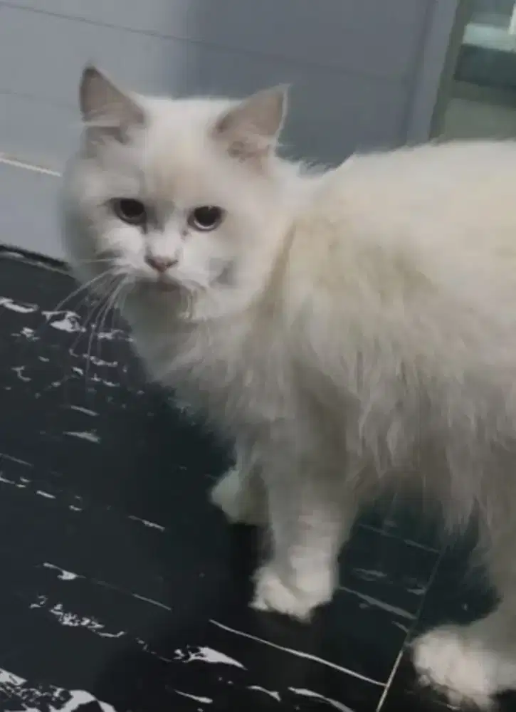 Kucing Ragdoll betina 9bln