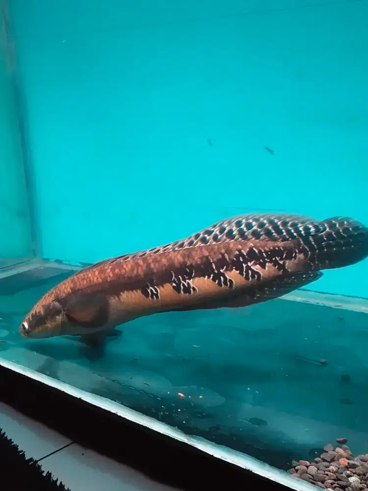 Ikan Channa Maru Jambi Jumbo