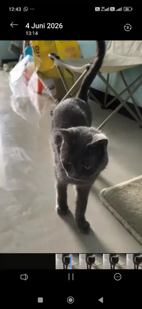 Kucing Betina BSH hamil