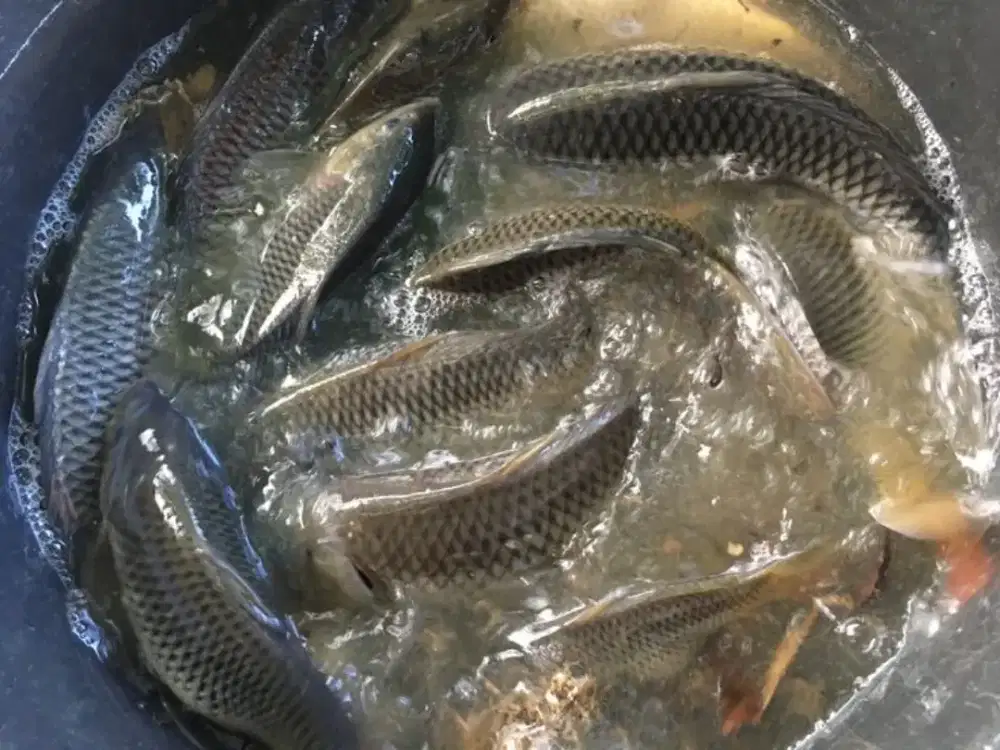 Penjualan ikan emas