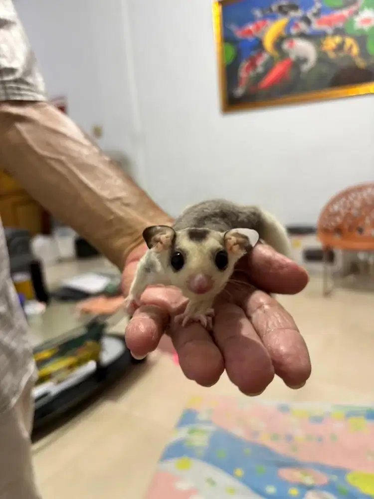 Sugar glider mozaik jantan