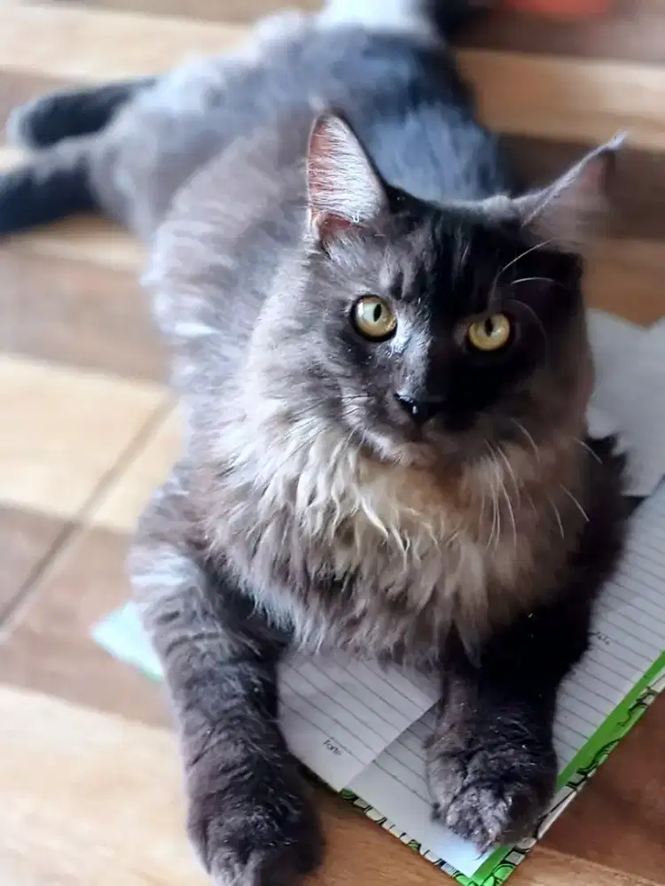 Kucing MEANCOON