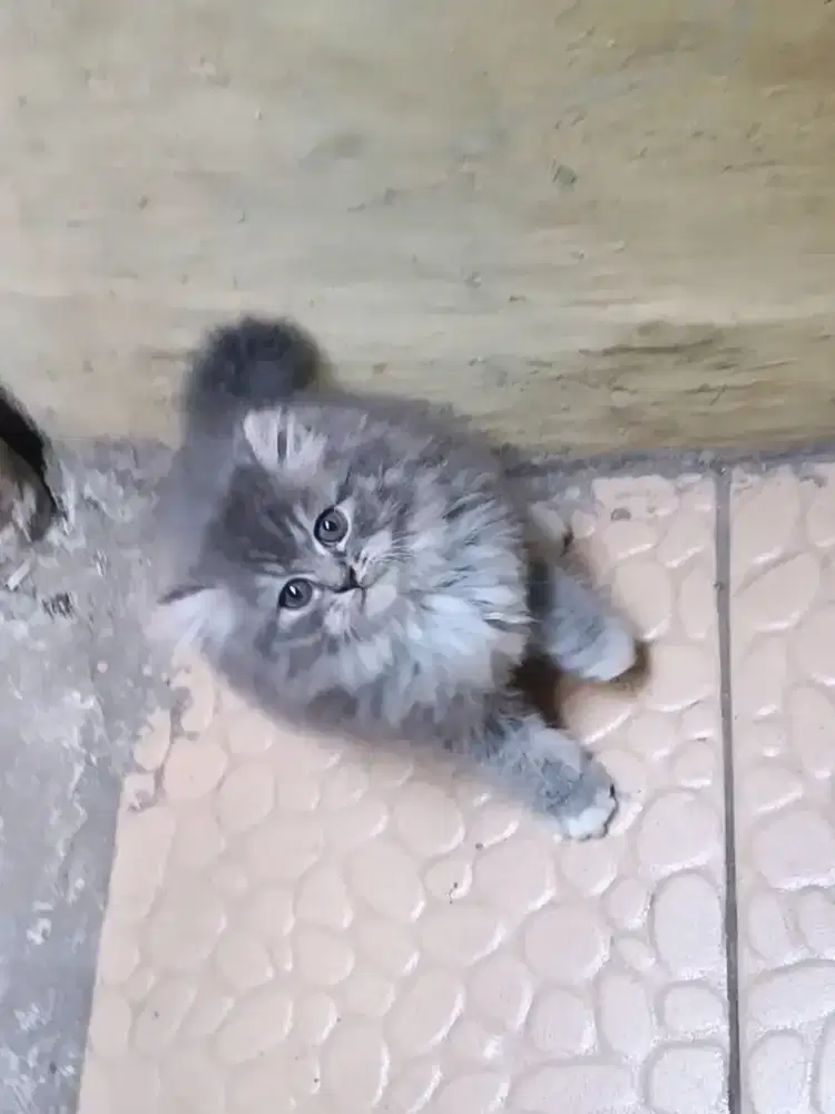 Kucing Persia Flatnose abu putih
