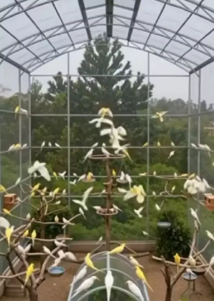 Tukang taman Aviari