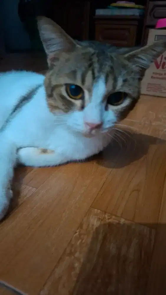 Kucing BSH non PED