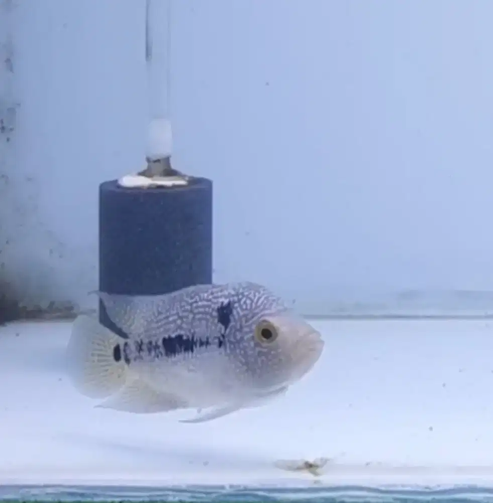 Ikan louhan cencu