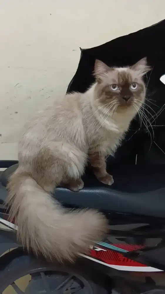 Himalaya Jantan