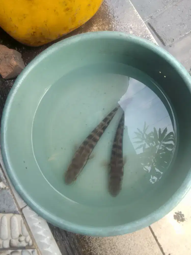 Ikan toman 20cm lebih