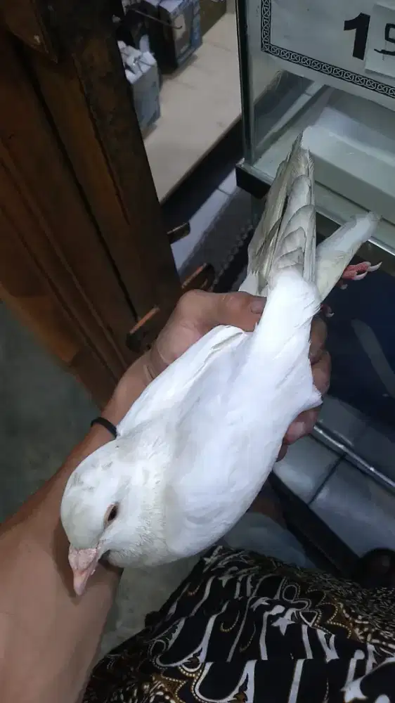 Burung dara cewe cantikkk pacek mau fakum