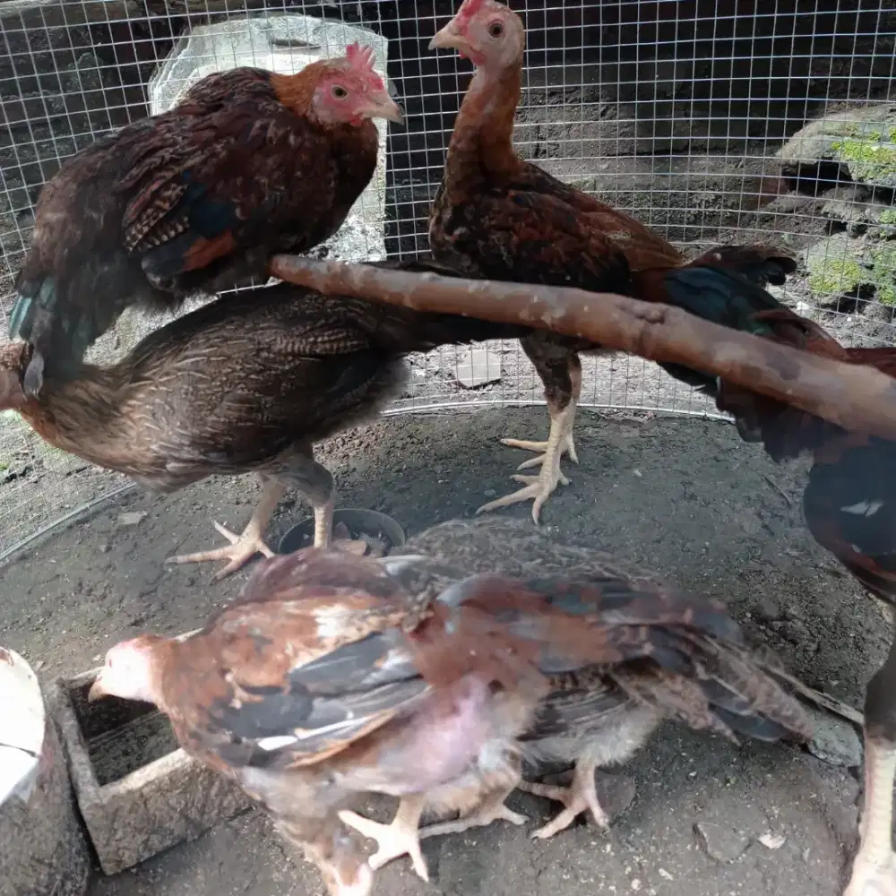 Jual ayam kampung