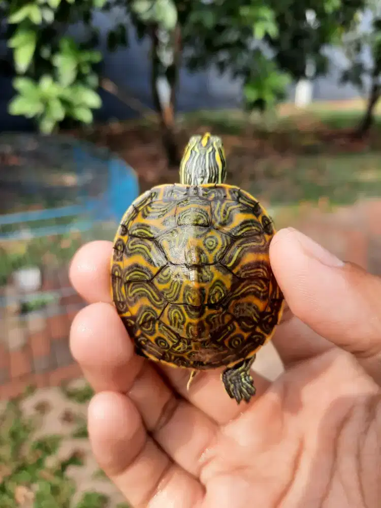 Kura rbn / kura red belly nelsoni