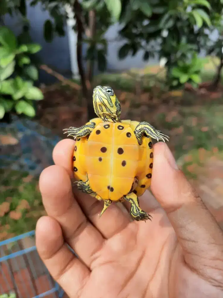 Kura yellow belly / kura yb