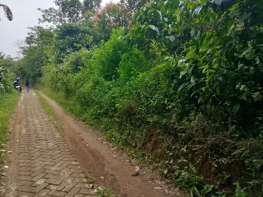 Dijual lahan kebun luas.12000m.surat SHM+SPPT.harga.55000/m nego