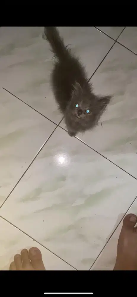 Kitten persia betina