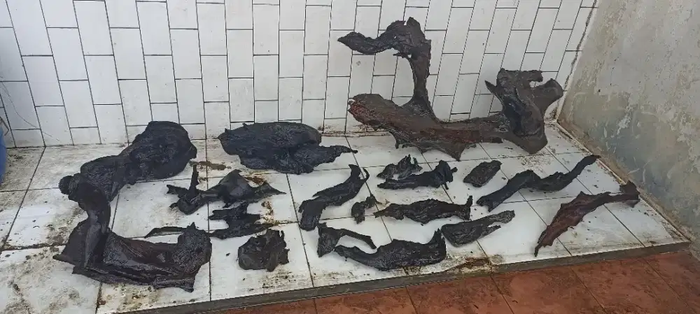 Kayu bakau untuk hardscape aquascape dekoran akuarium terrarium dll