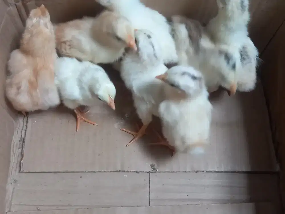DOC Ayam Petelur