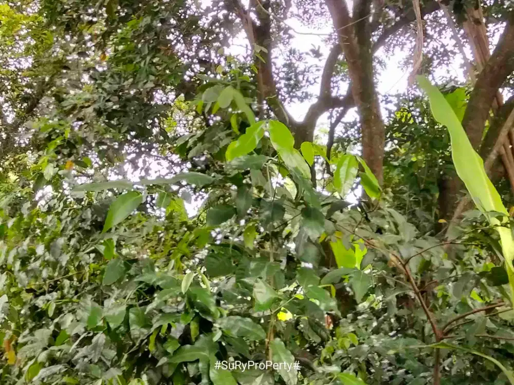 dijual cepat tanah kosong gunung Sindur Bogor