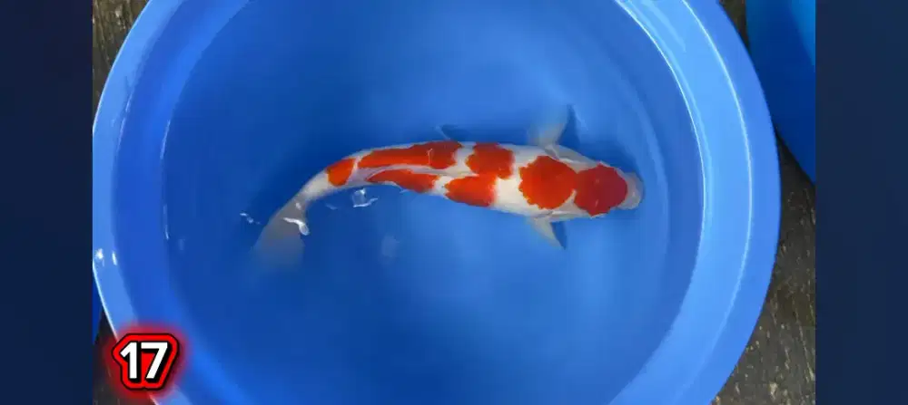 Ikan koi kohaku