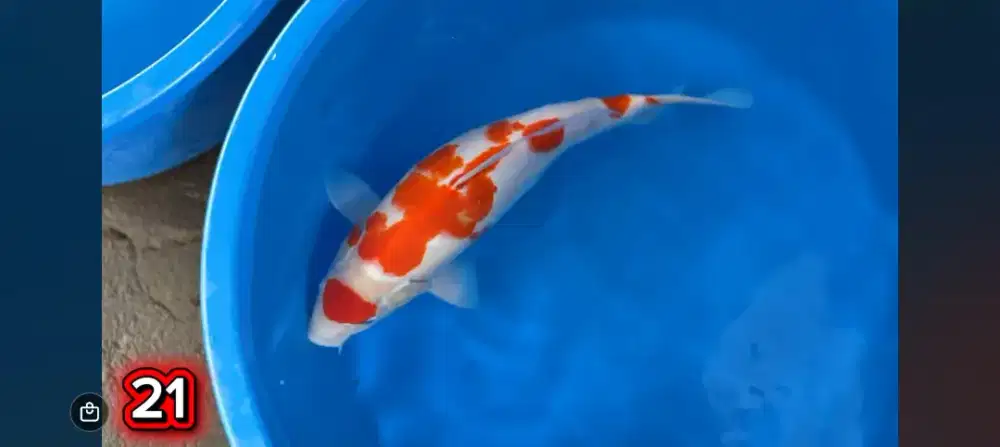 Ikan koi  kohaku