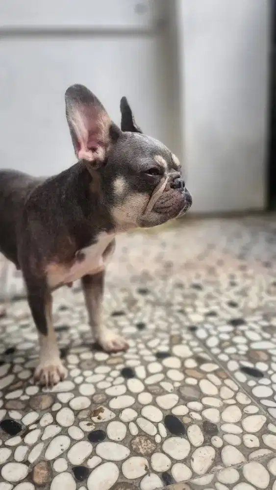 French bulldog lilac tan