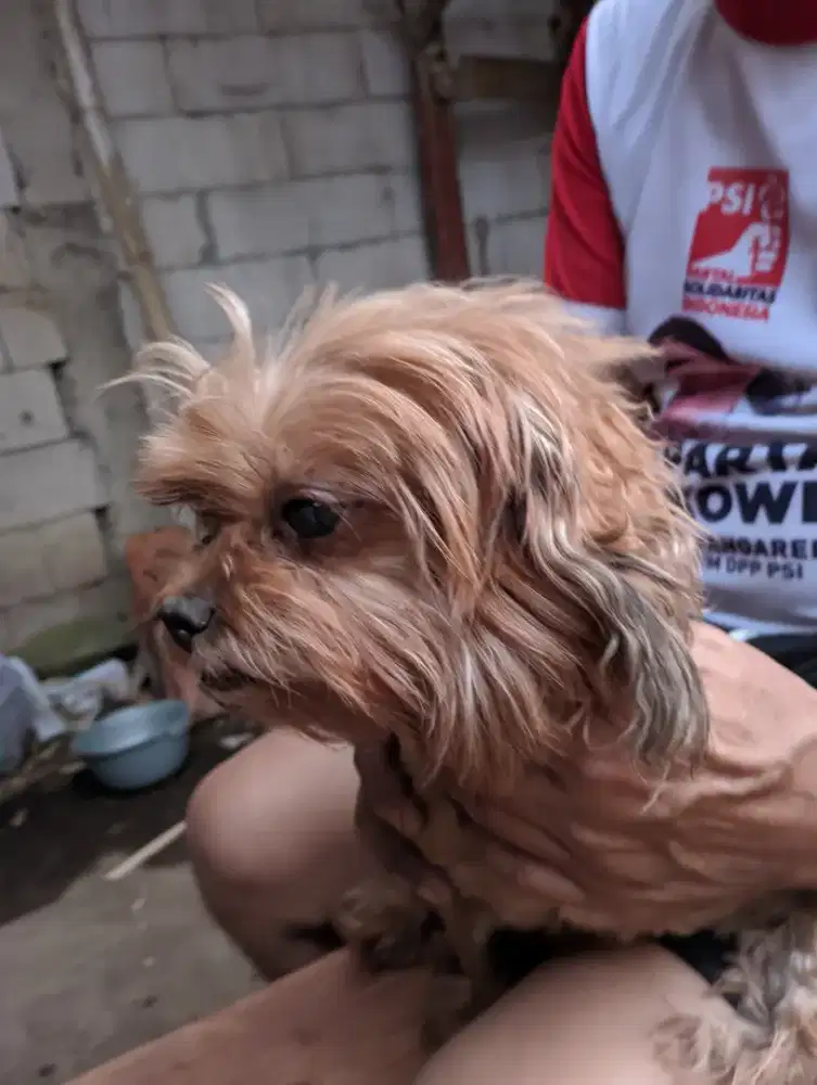 Jual murah ajah poodle puppy