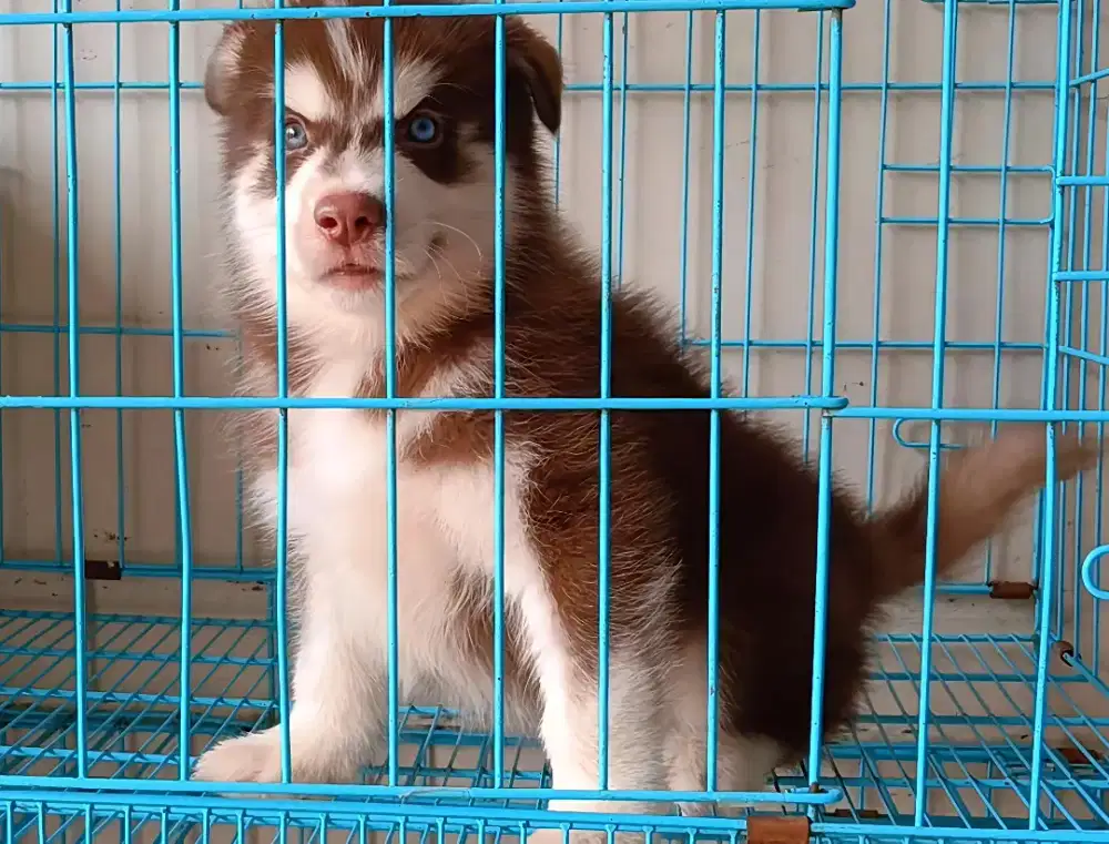 Siberian Husky Bigbone Stambom