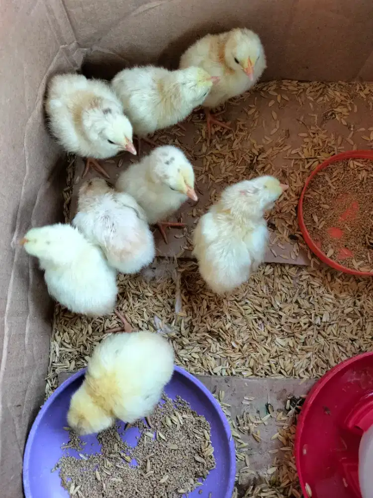 DOC AYAM ELBA KAMPUNG