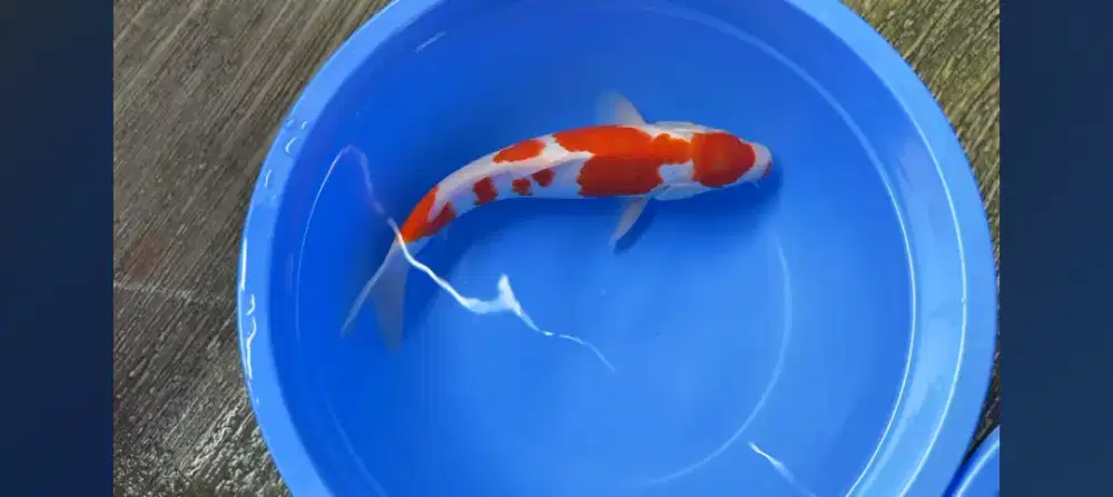 Ikan koi kohaku