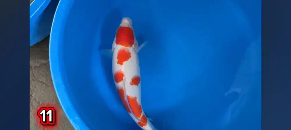 Ikan koi kohaku