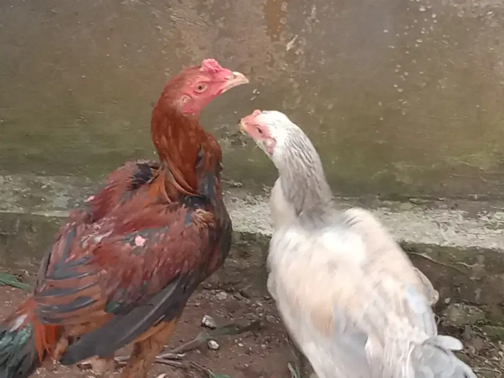 Ayam Bangkok Sepasang