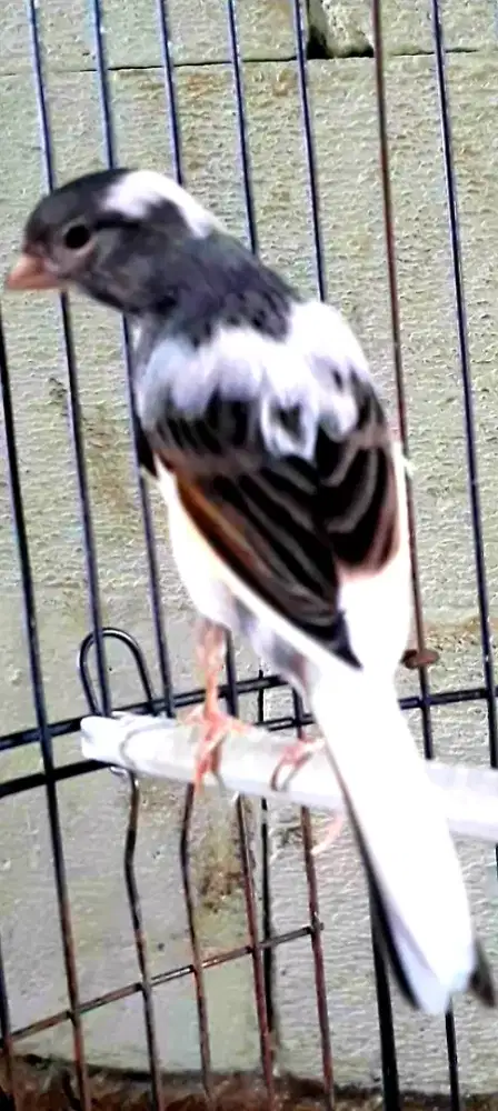 BURUNG KENARI VANDA METRIS CAKEP GACOR DURANSI PANJANG