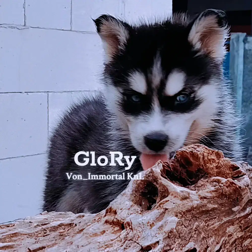 Siberian Husky Stamboom Vaksin