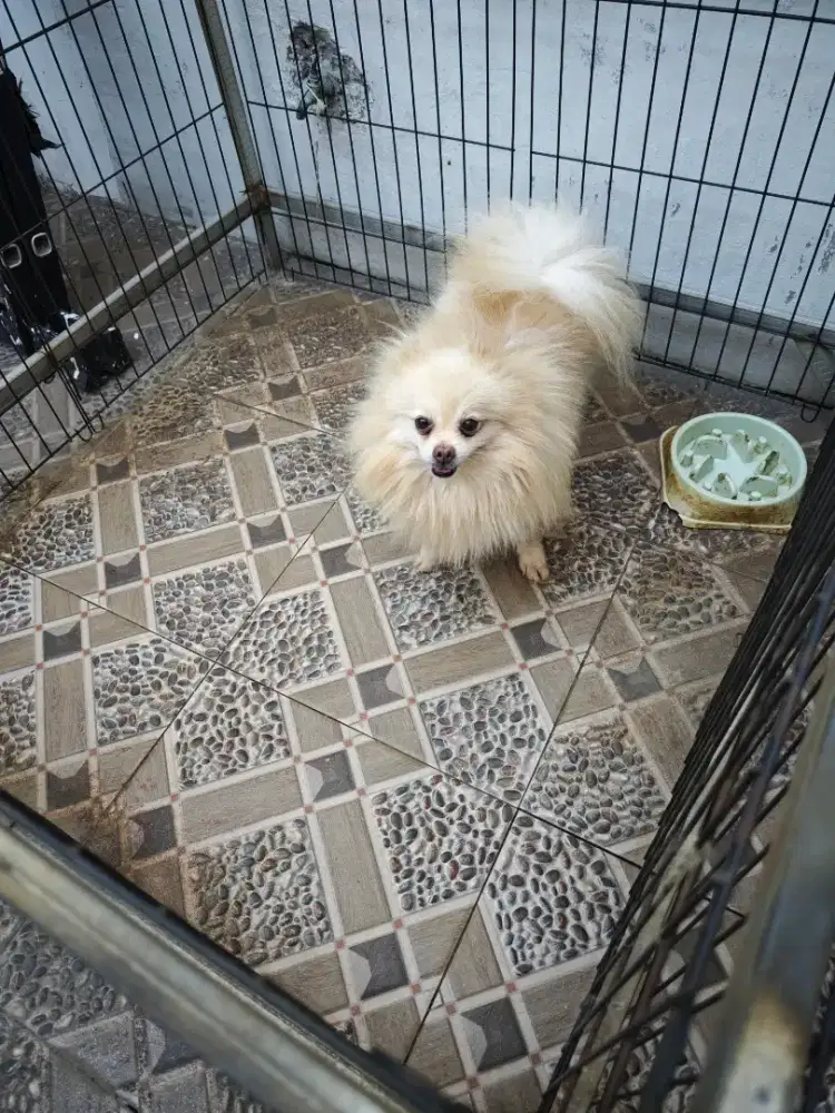 Dijual murah anjing minimpom jantan