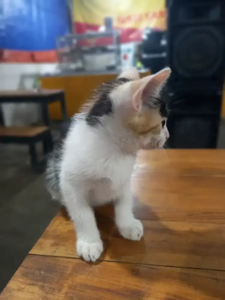 Anak kucing lucu siap adopsi