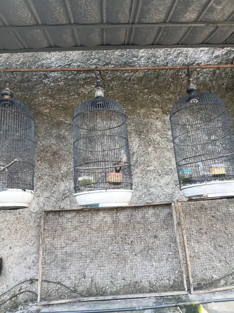 Burung perkutut lokal 130 ribu
