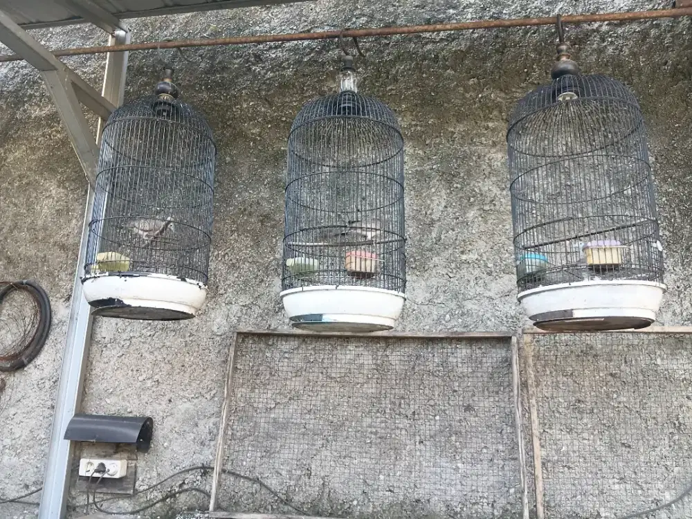 Burung perkutut lokal 130 ribu