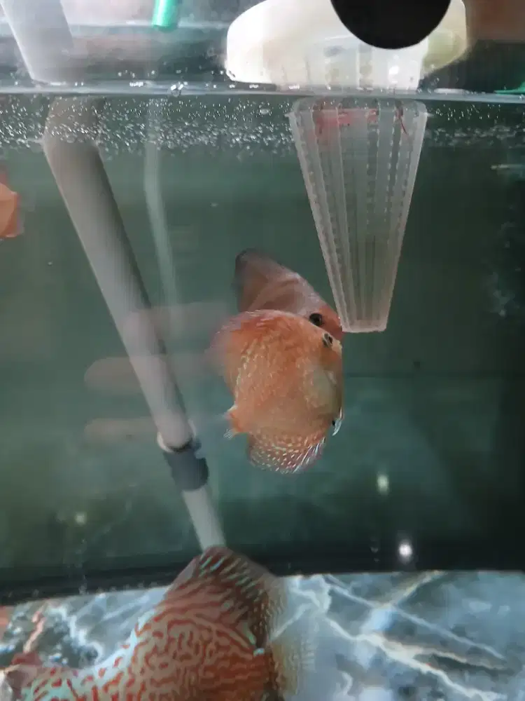 Ikan discus leopard