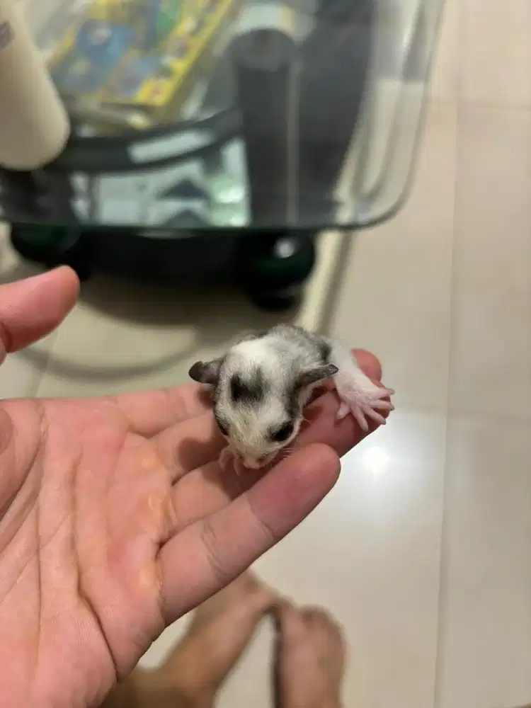 Sg sugar joey glider mozaik 1,5 bulan
