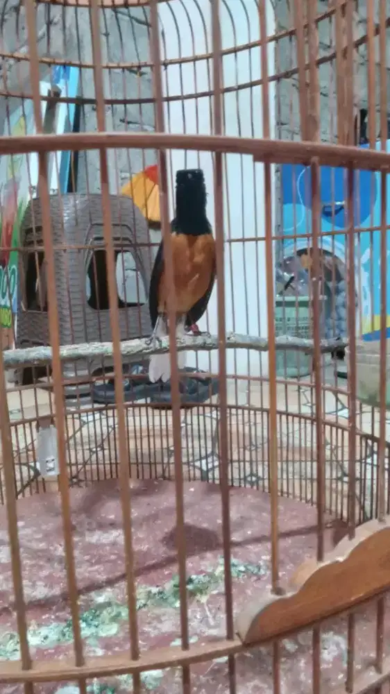 Burung murai batu