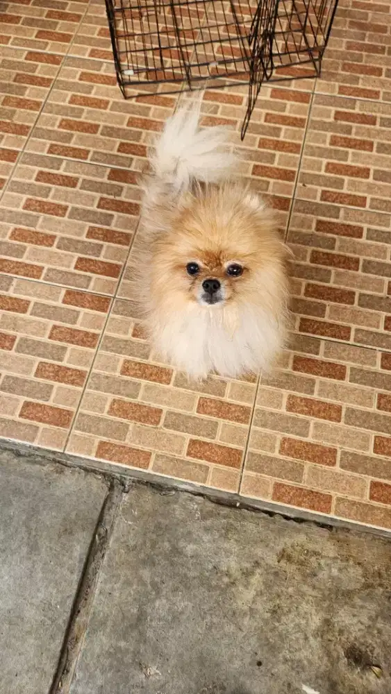 Minipom Jantan 4 tahun